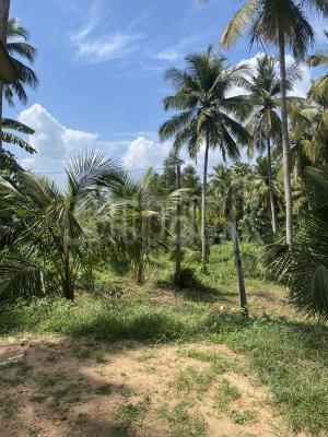 Agricultural Land for Sale in Walasmulla