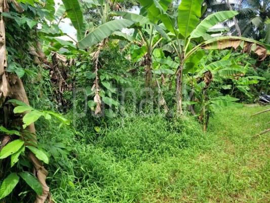 premium-listing-image