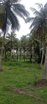 Agricultural Land for Sale in Nikaweratiya