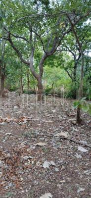 premium-listing-image