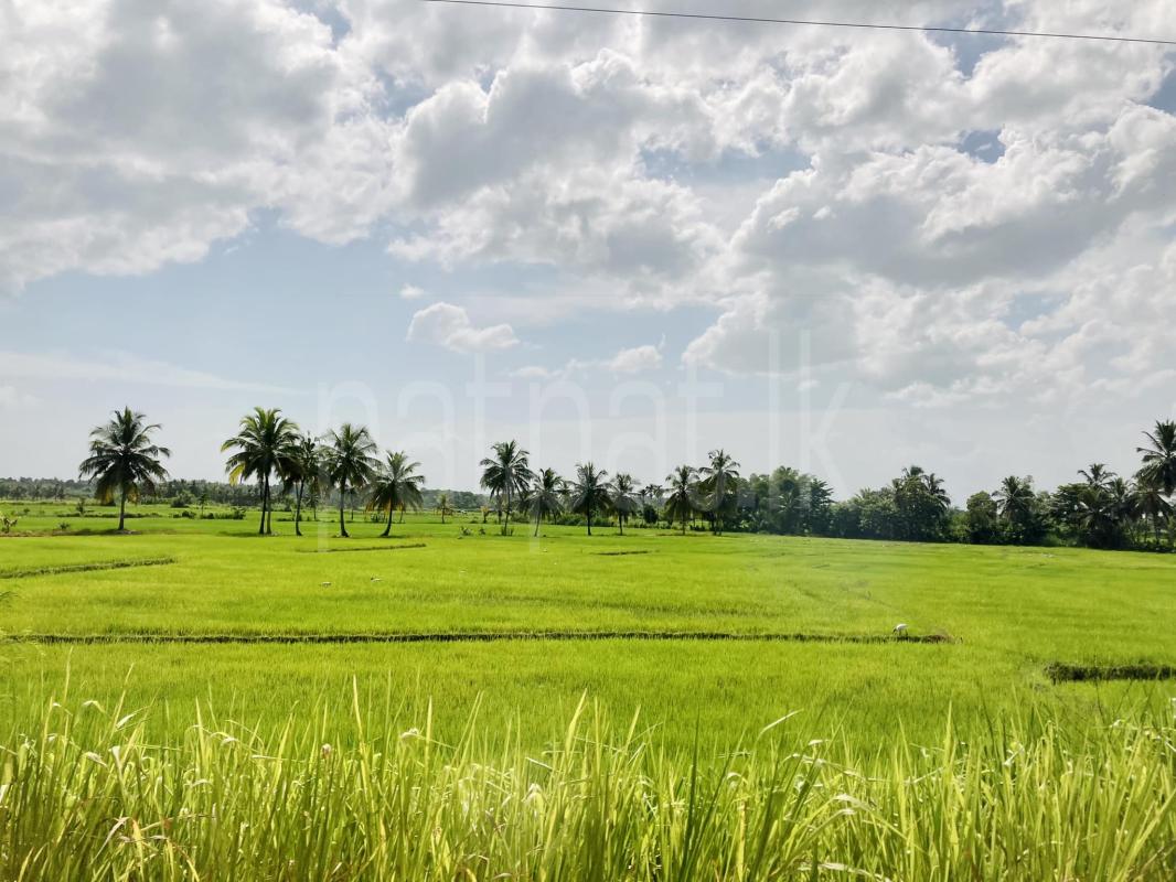 Agricultural Land for Sale in Embilipitiya