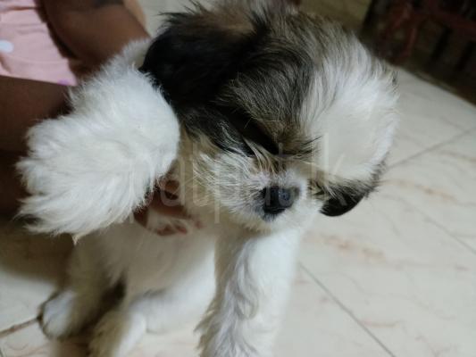 Shih Tzu puppy