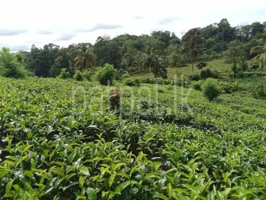 Agricultural Land for Sale in Deniyaya