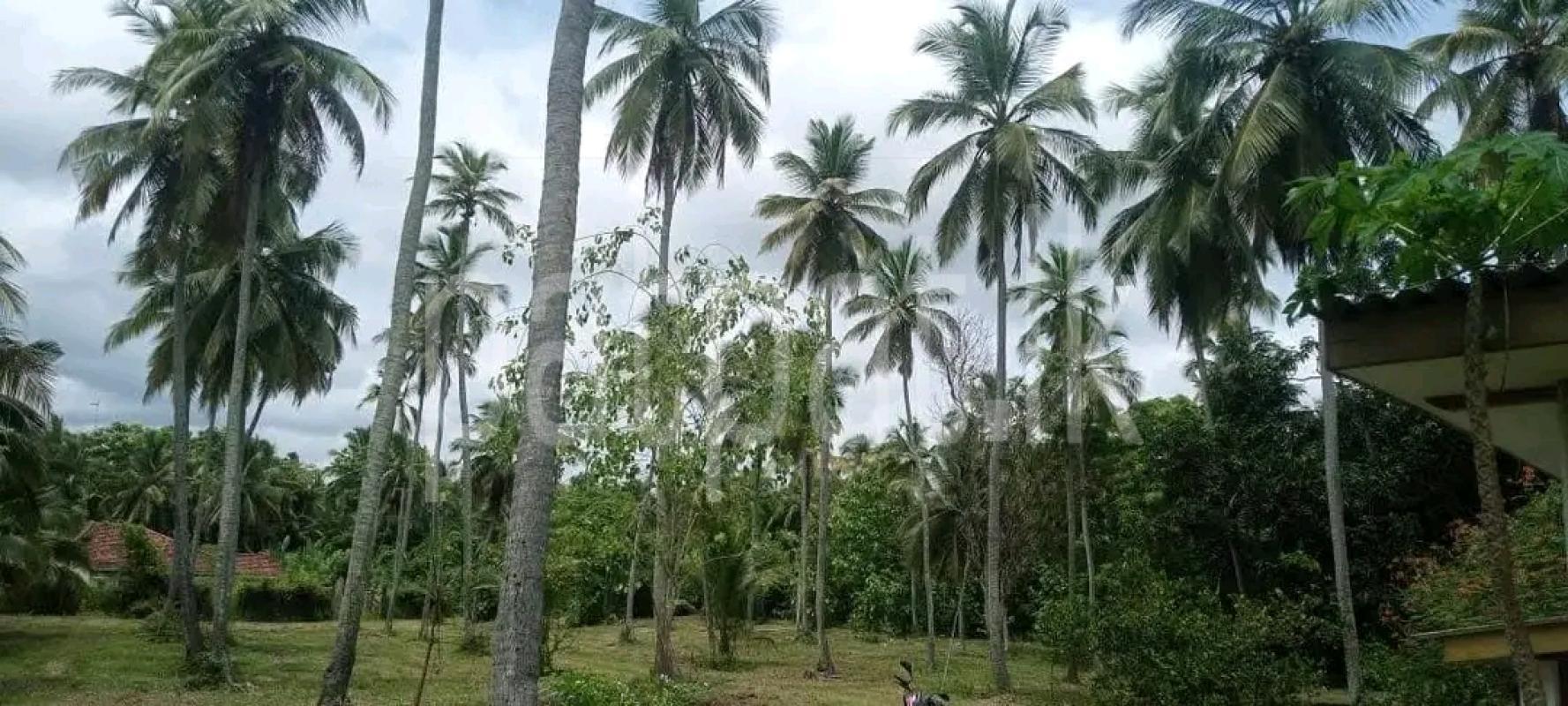 Agricultural Land for Sale in Maho