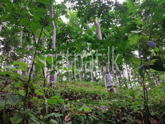 premium-listing-image