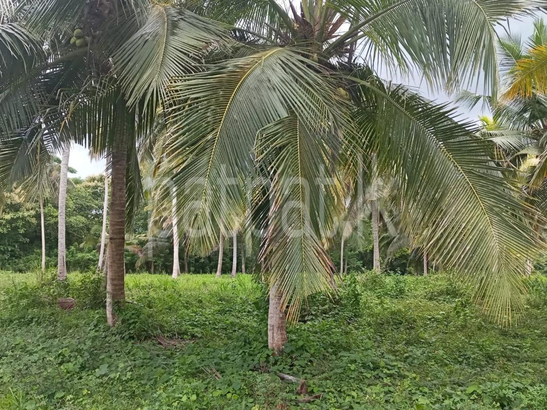 Agricultural Land for Sale in Narammala