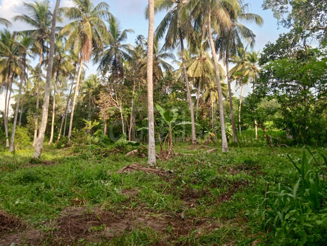 Commercial Land for Sale in Pannala