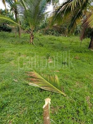 premium-listing-image