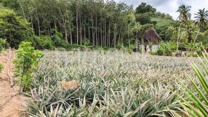 Agricultural Land for Sale in Yakkala