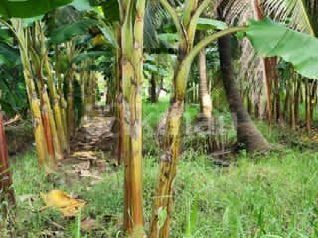 Residential Land for Sale in Delgoda
