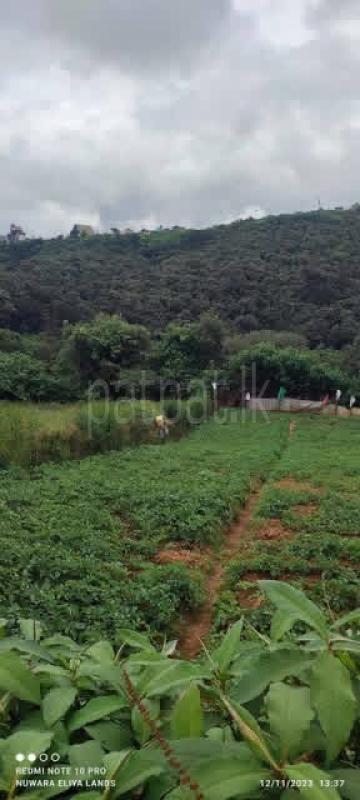 Agricultural Land for Sale in Nuwara Eliya
