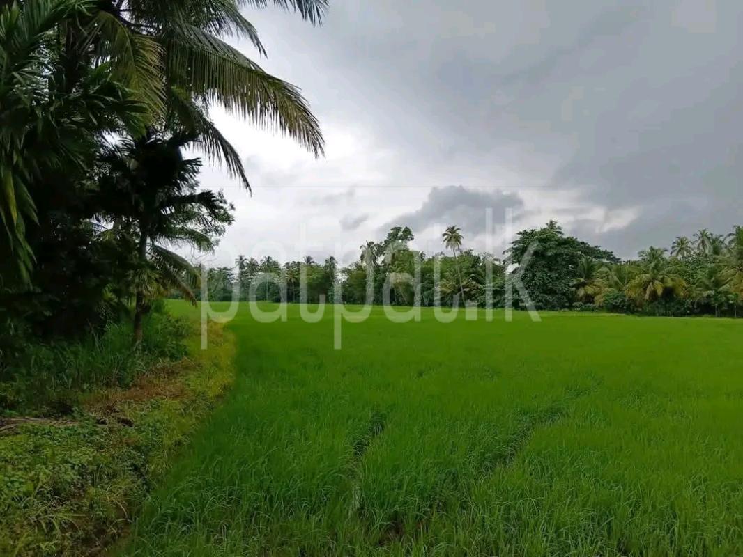 Agricultural Land for Sale in Maho