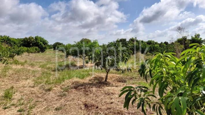 premium-listing-image