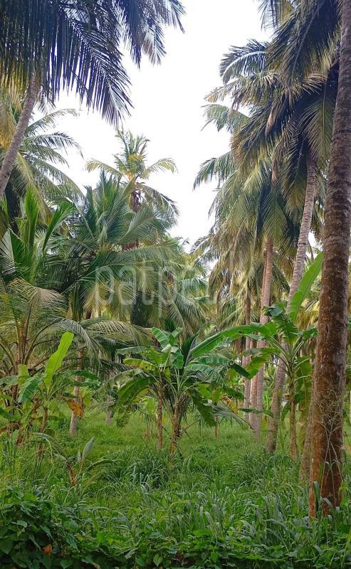 Commercial Land for Sale in Madurankuliya