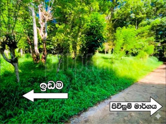 Agricultural Land for Sale in Naranpanawa