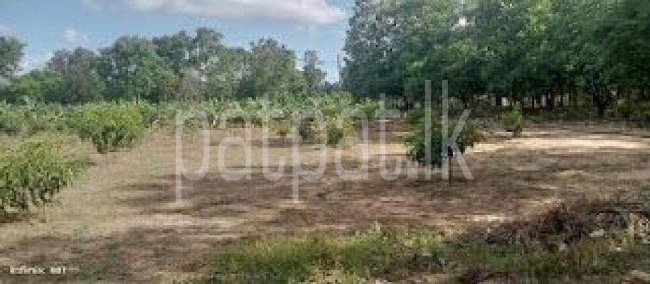 premium-listing-image