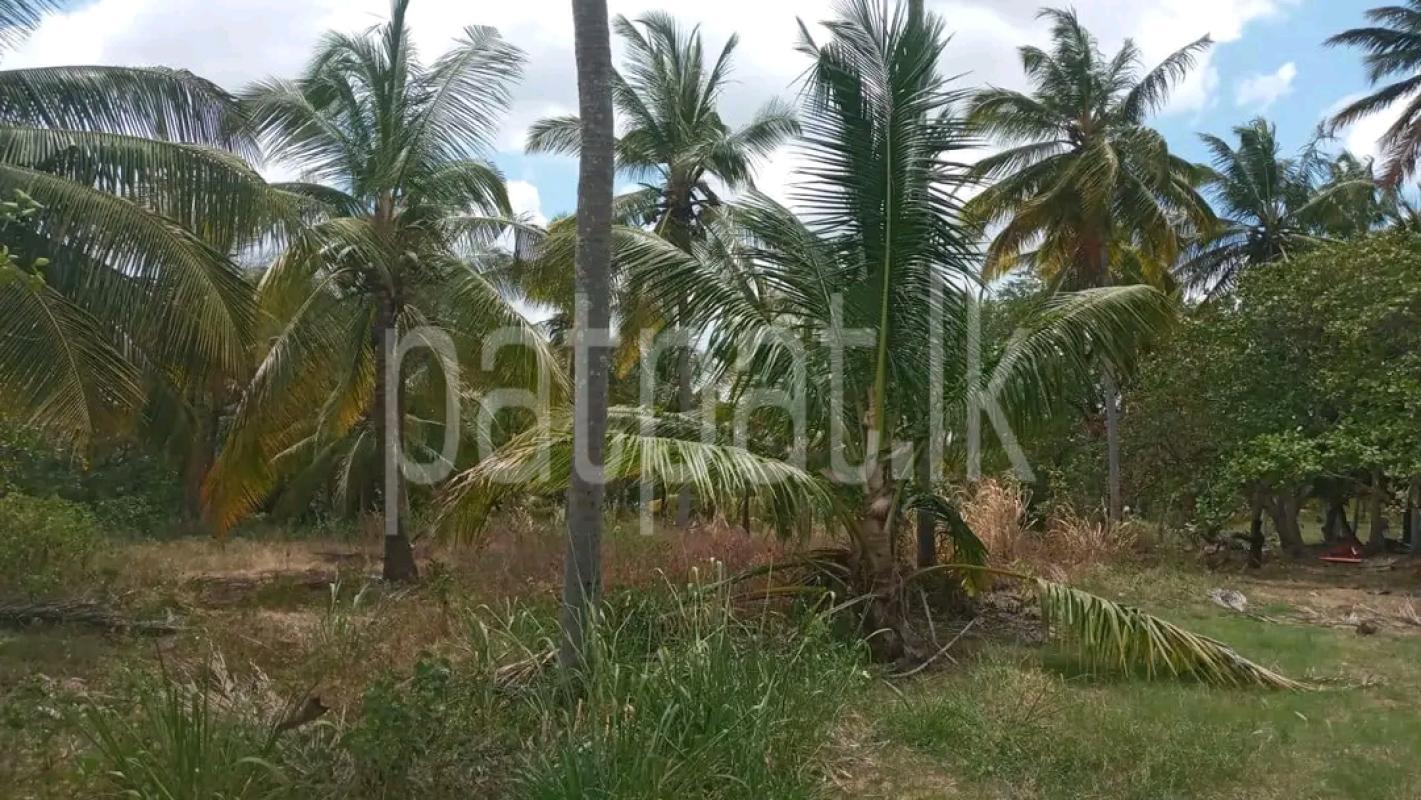 Agricultural Land for Sale in Ridigama