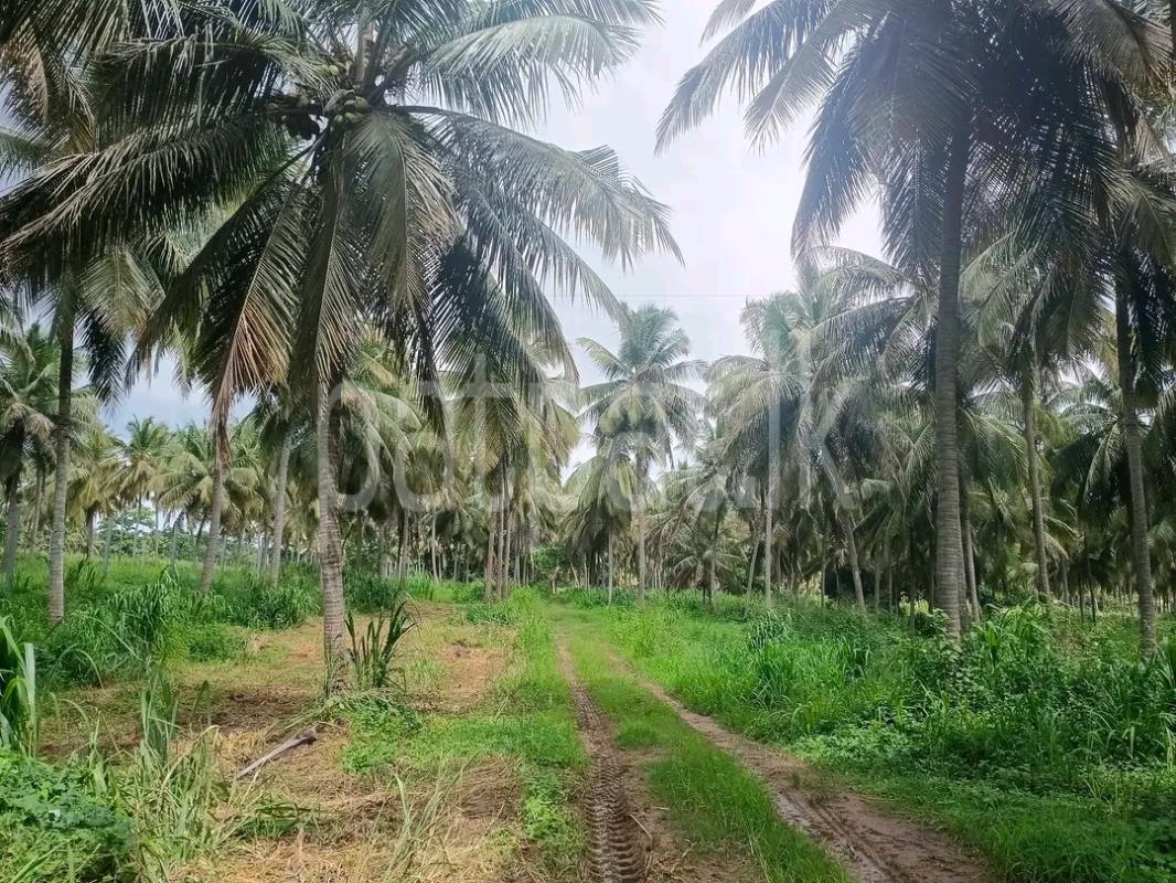 Agricultural Land for Sale in Mawathagama