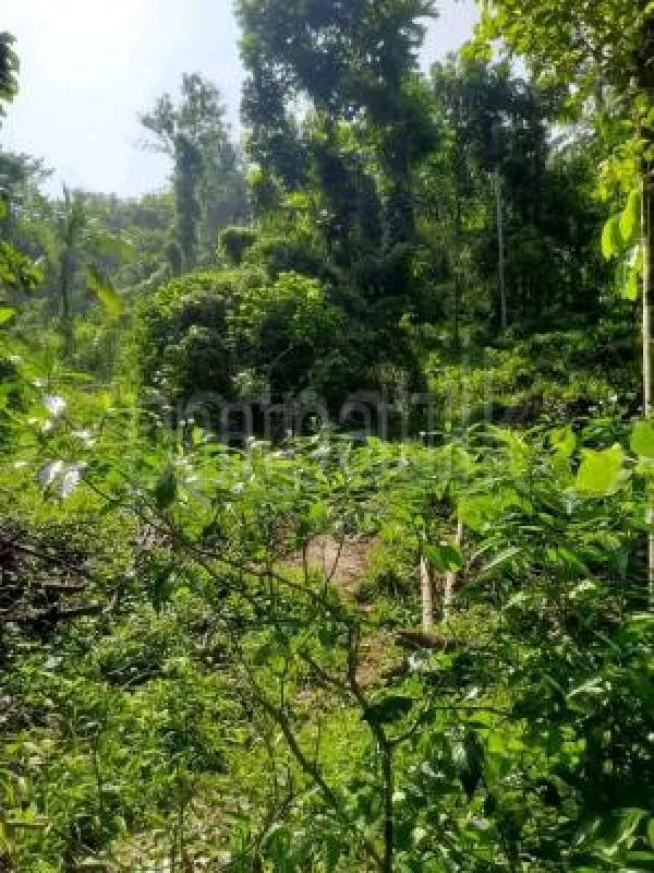 Agricultural Land for Sale in Polgahawela