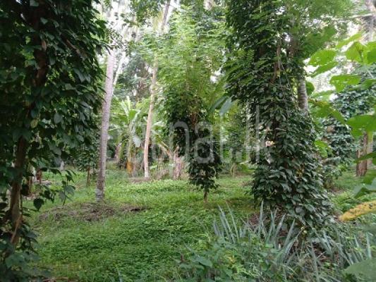 premium-listing-image