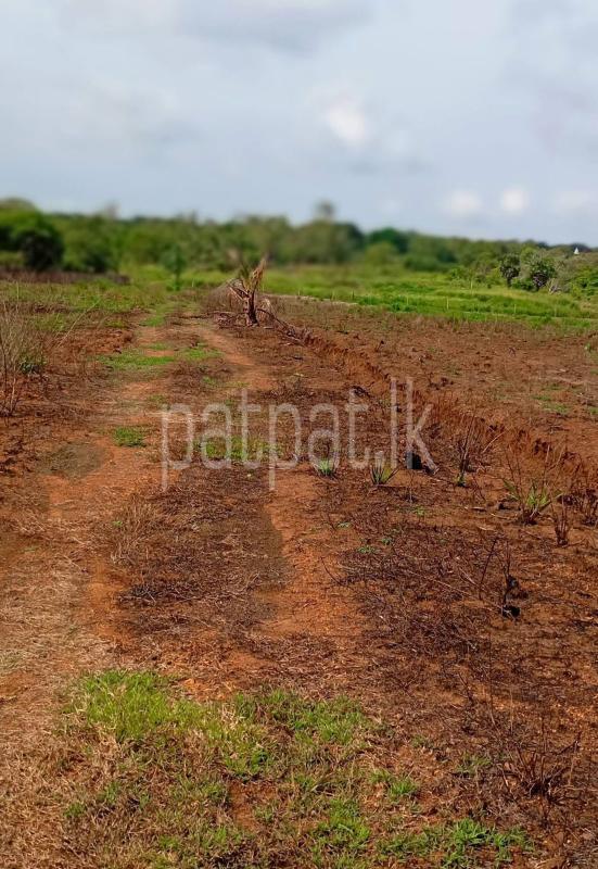 Agricultural Land for Sale in Nikaweratiya