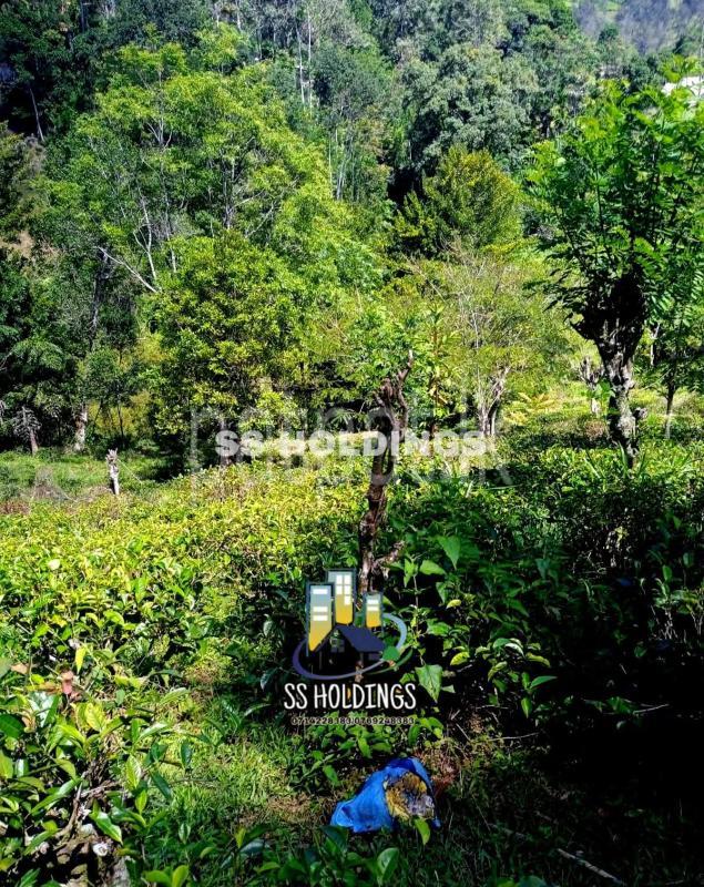 Commercial Land for Sale in Welimada
