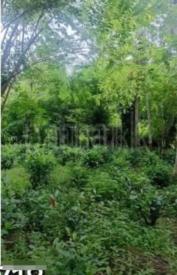 Agricultural Land for Sale in Matugama
