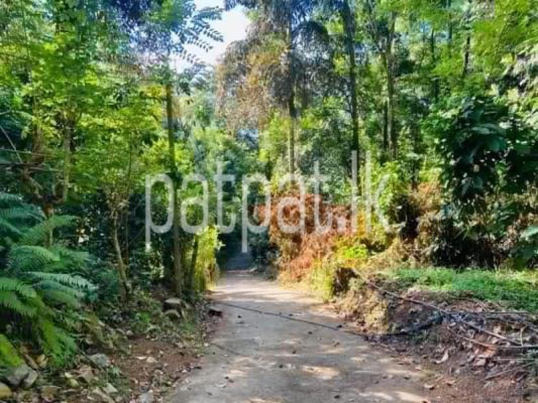 Residential Land for Sale in Digana