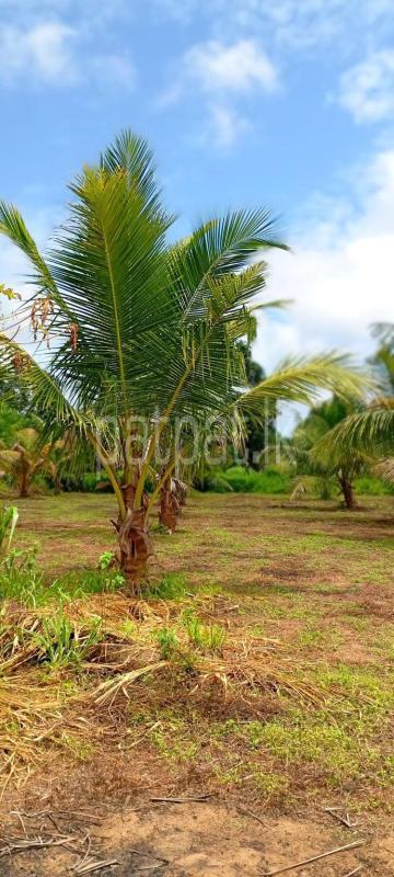 Agricultural Land for Sale in Puttalam