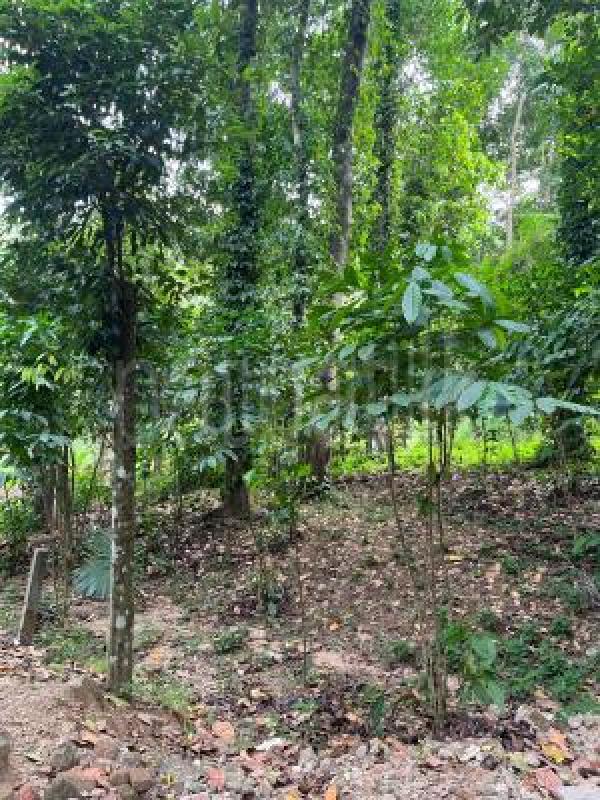 Residential Land for Sale in Ampitiya