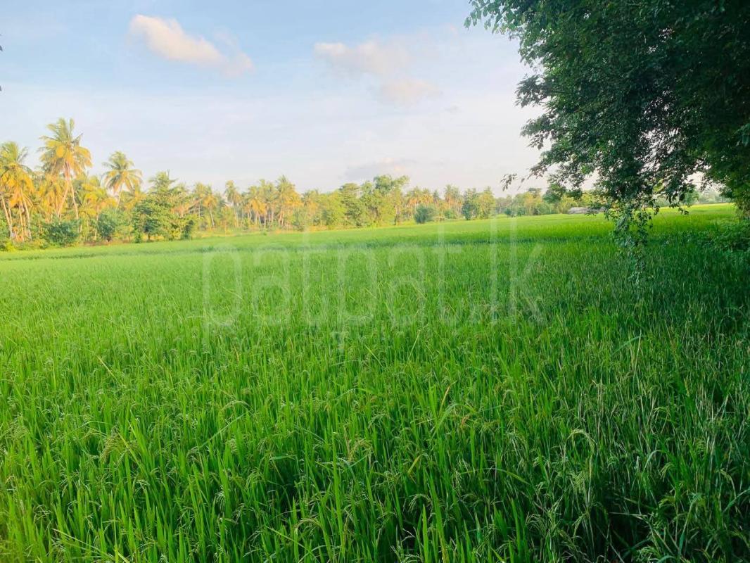 Agricultural Land for Sale in Wariyapola