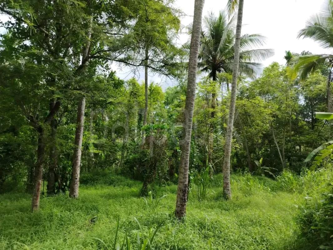 Residential Land for Sale in Giriulla