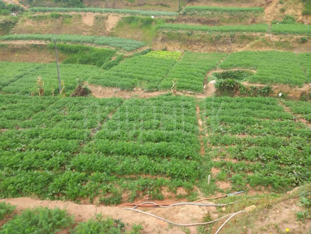 Agricultural Land for Sale in Nuwara Eliya