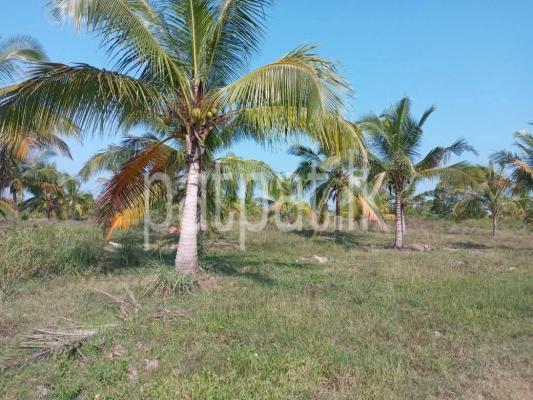 Agricultural Land for Sale in Madurankuliya