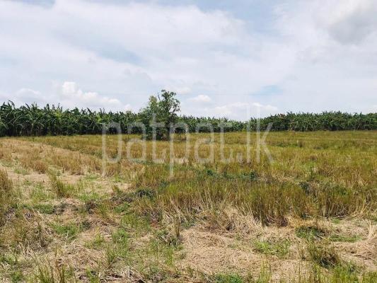 premium-listing-image