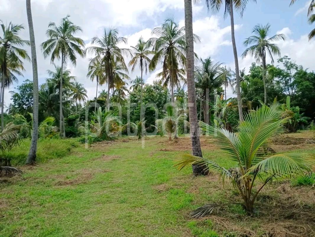 Agricultural Land for Sale in Minuwangoda