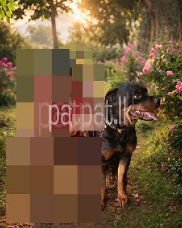 ads-image-1