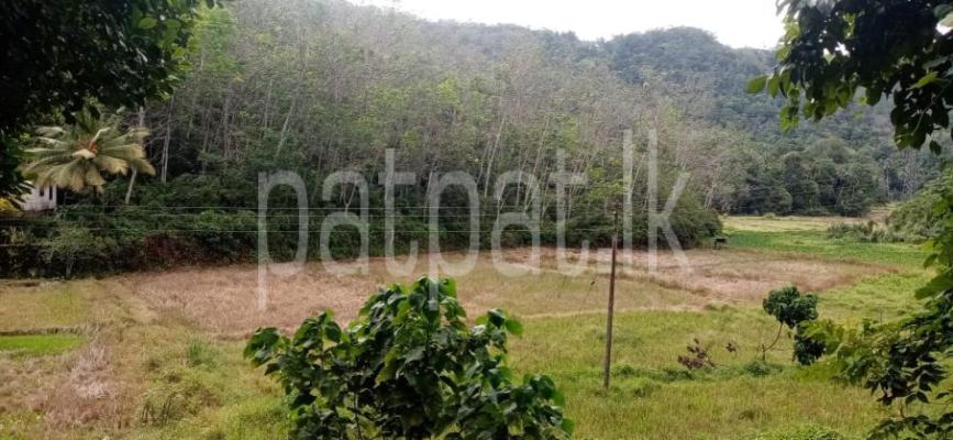 premium-listing-image