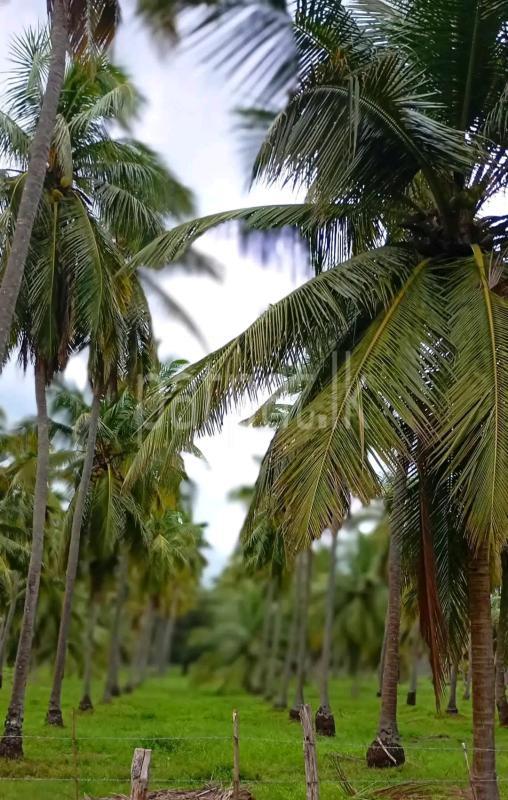 Agricultural Land for Sale in Maho