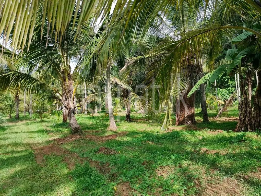 Agricultural Land for Sale in Minuwangoda