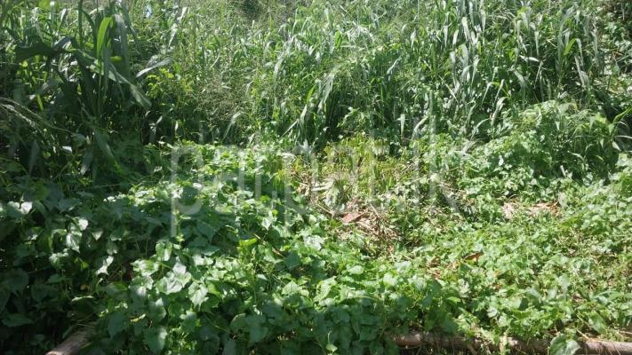 Commercial Land for Sale in Gampola