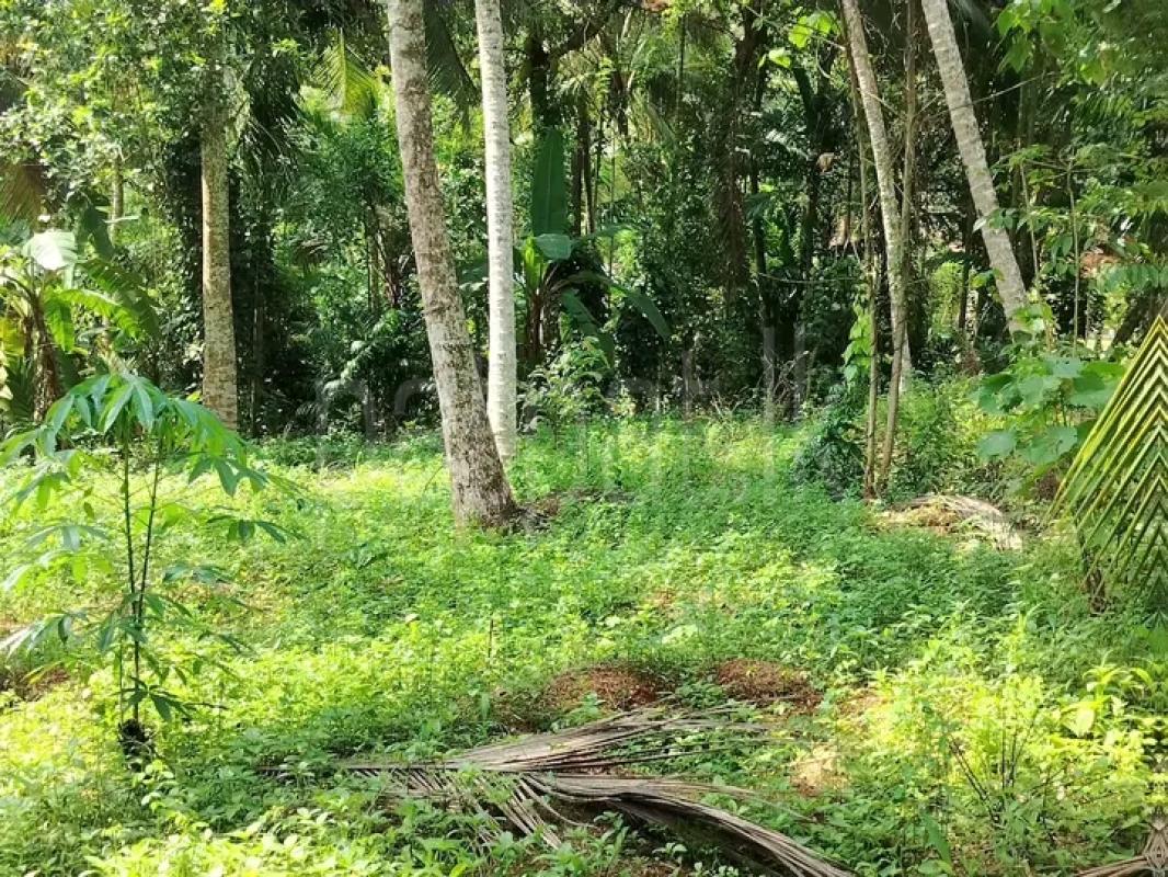 Agricultural Land for Sale in Giriulla