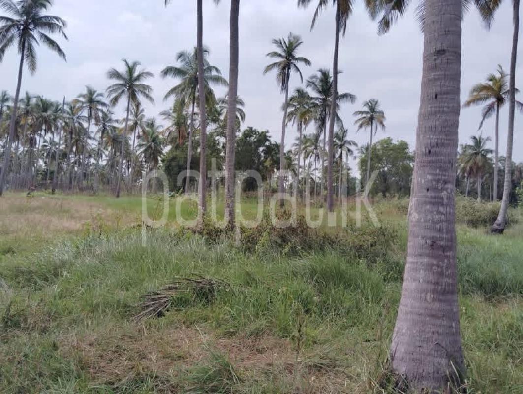 Agricultural Land for Sale in Nikaweratiya