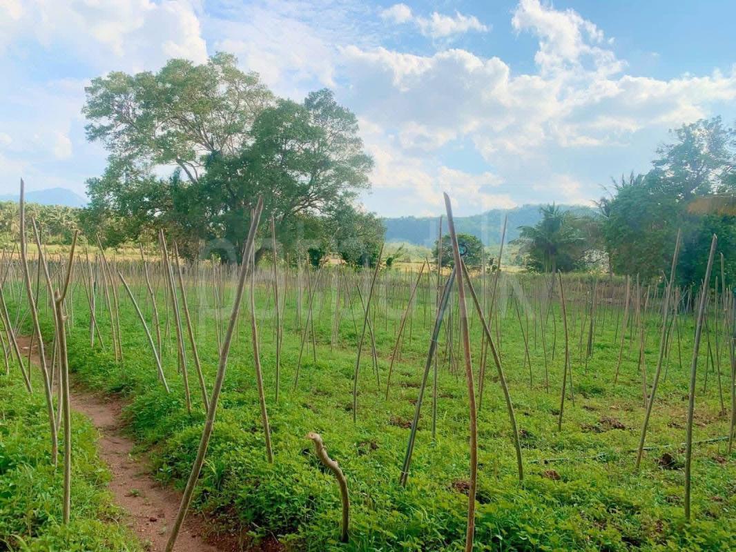 Agricultural Land for Sale in Dambulla