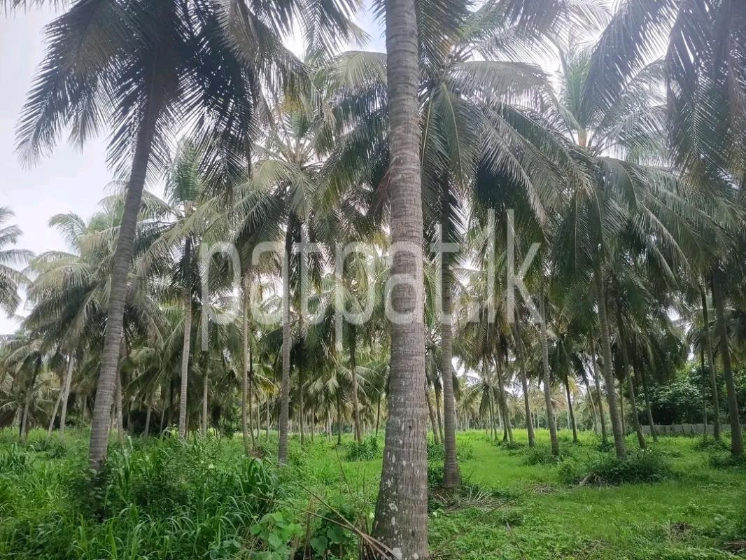 Agricultural Land for Sale in Alawwa
