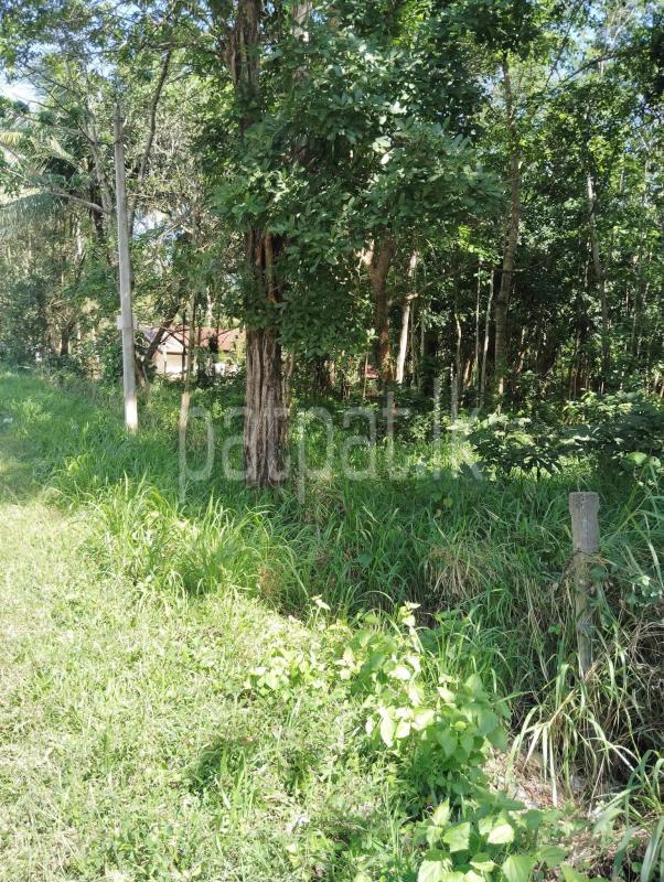 Agricultural Land for Sale in Narammala