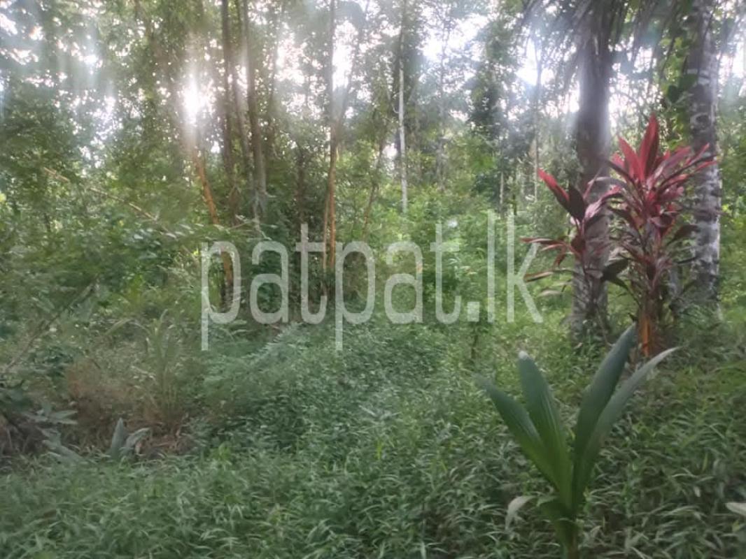 Agricultural Land for Sale in Giriulla