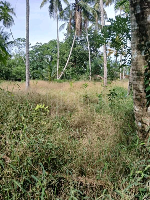 Agricultural Land for Sale in Ridigama
