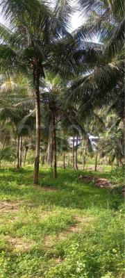 Agricultural Land for Sale in Nikaweratiya