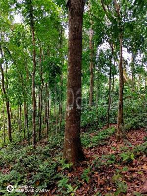 Agricultural Land for Sale in Kitulgala